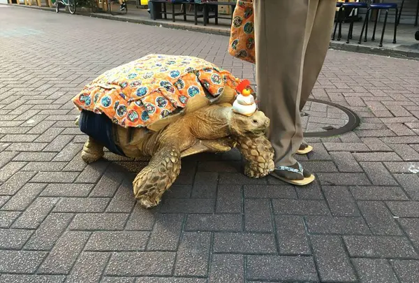 月島もんじゃストリート（月島西仲通り商店街）の写真・動画_image_706315