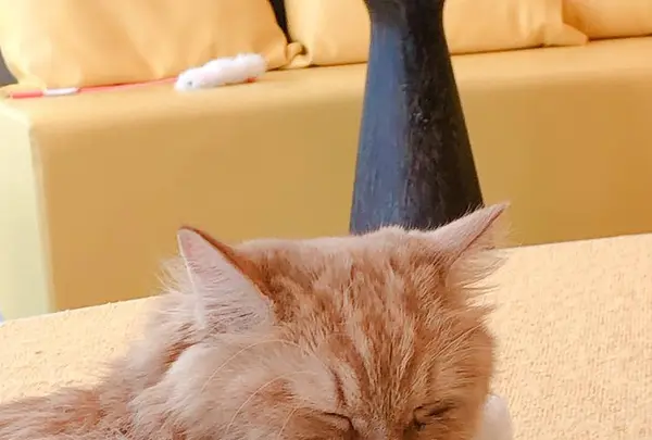 猫カフェMoCHA（モカ）京都河原町店 4/19OPEN！の写真・動画_image_710929