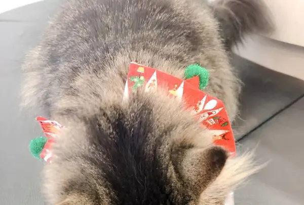 猫カフェMoCHA（モカ）京都河原町店 4/19OPEN！の写真・動画_image_710930