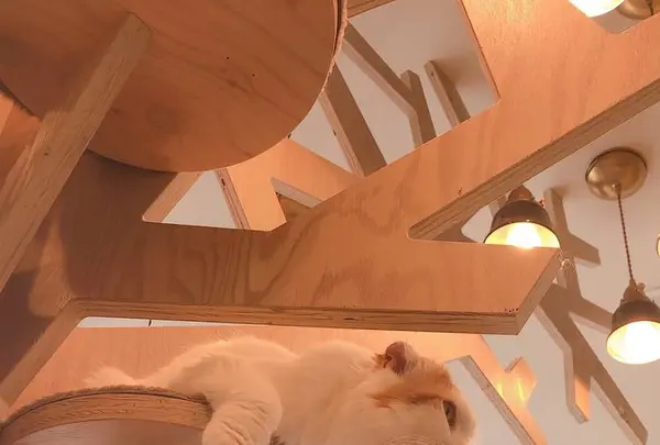 猫カフェMoCHA（モカ）京都河原町店 4/19OPEN！の写真・動画_image_710932