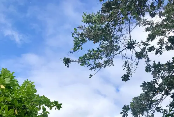 ラニカイ・ビーチの写真・動画_image_715292