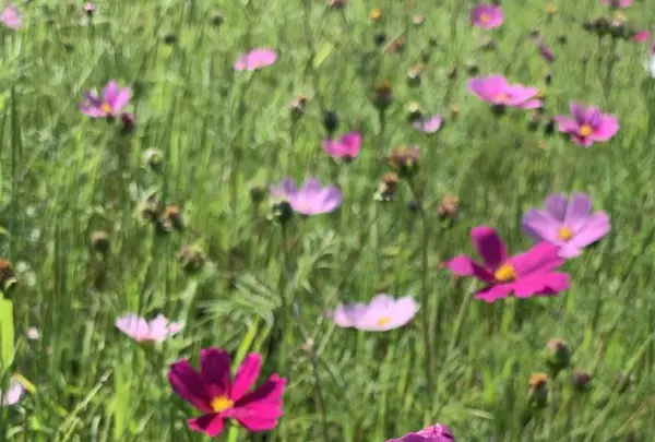 コスモス畑の写真・動画_image_718655