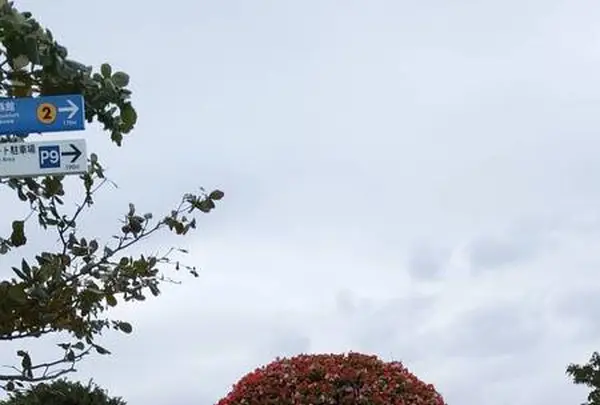 沖縄の写真・動画_image_723599