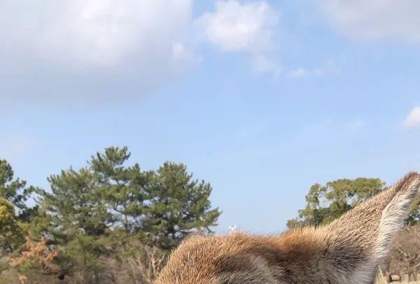 奈良の写真・動画_image_724891
