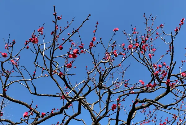 芝公園の写真・動画_image_728478