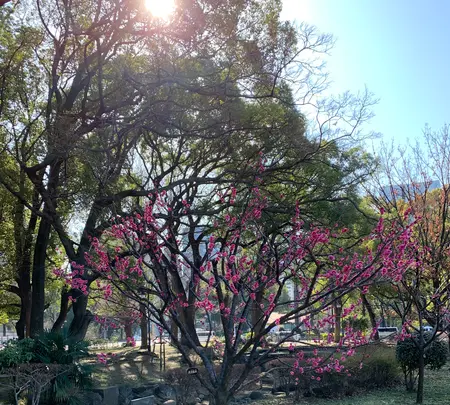 芝公園の写真・動画_image_728479
