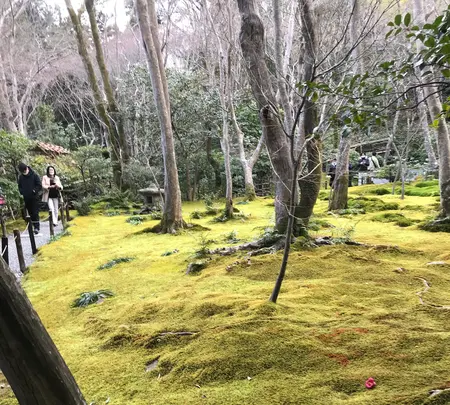 祇王寺の写真・動画_image_734439
