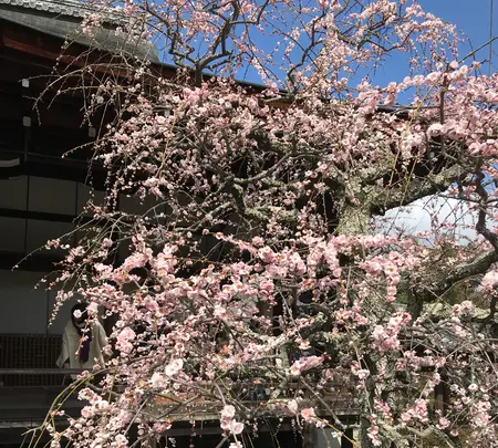 天龍寺の写真・動画_image_734455