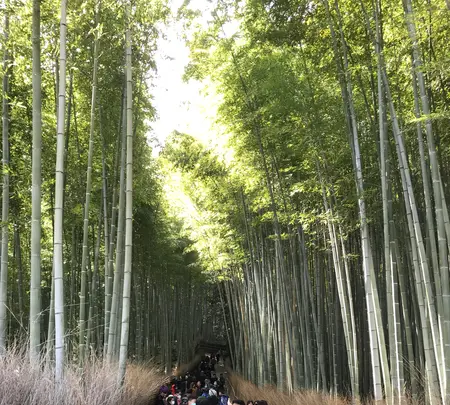 天龍寺の写真・動画_image_734456