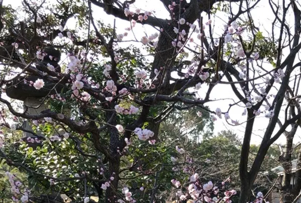 清澄庭園の写真・動画_image_735344