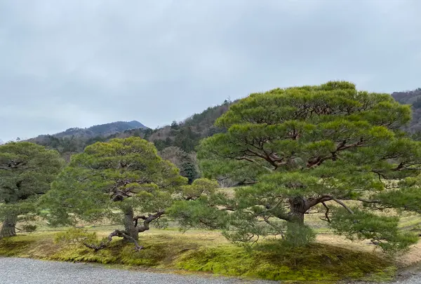 修学院離宮の写真・動画_image_737125