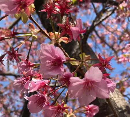河津桜並木&菜の花ロードの写真・動画_image_737242