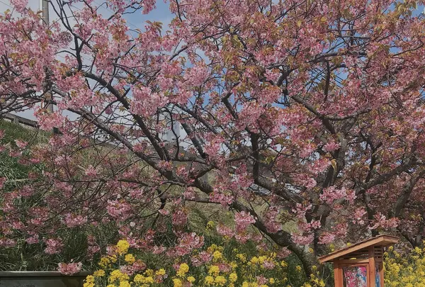 河津桜並木&菜の花ロードの写真・動画_image_737243