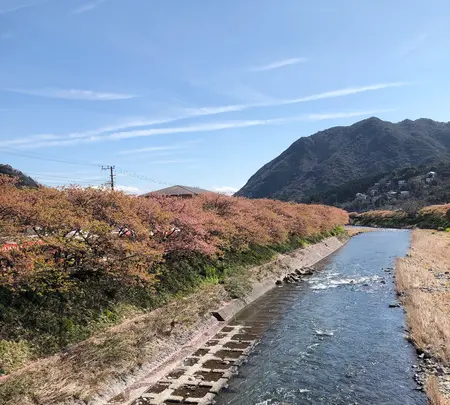 河津桜並木&菜の花ロードの写真・動画_image_737244
