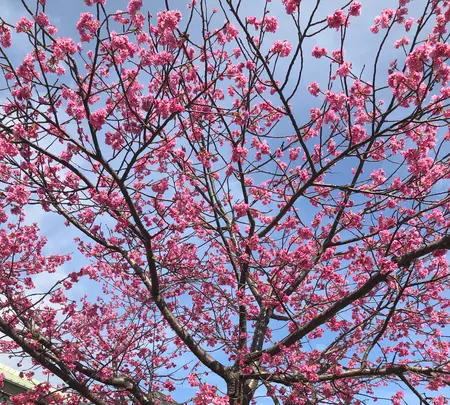 河津桜並木&菜の花ロードの写真・動画_image_737245