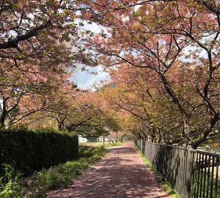 河津桜並木&菜の花ロードの写真・動画_image_737246