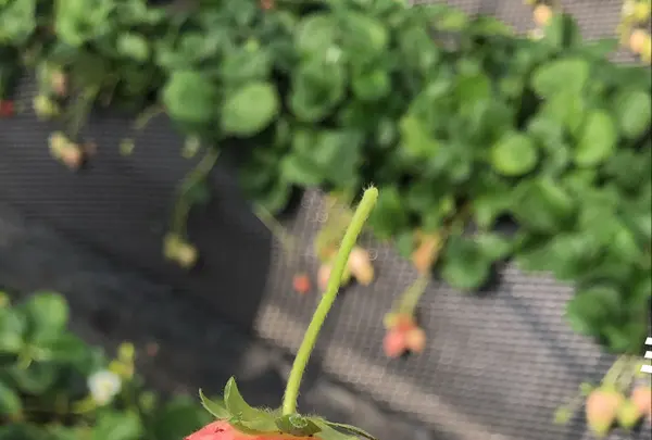 いちごの里の写真・動画_image_737573