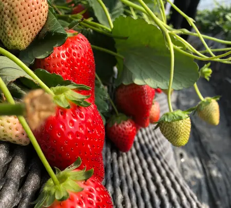 いちごの里の写真・動画_image_737575