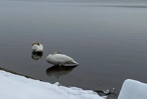 ウトナイ湖の写真・動画_image_738579