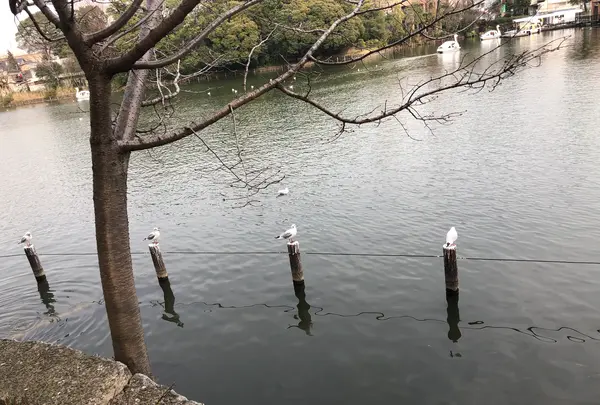 洗足池の写真・動画_image_740024