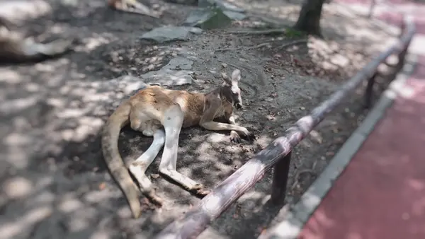 アフリカンサファリの写真・動画_image_742025