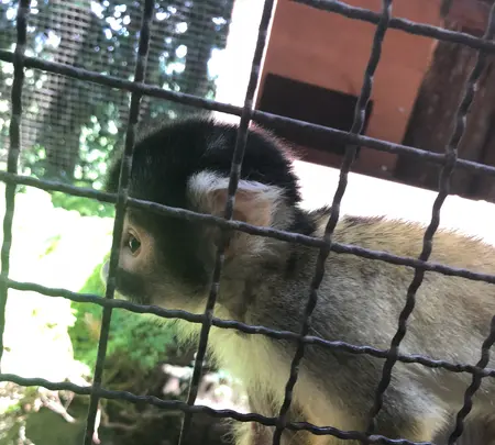 アフリカンサファリの写真・動画_image_742028