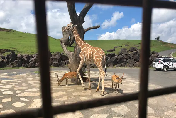 アフリカンサファリの写真・動画_image_742029