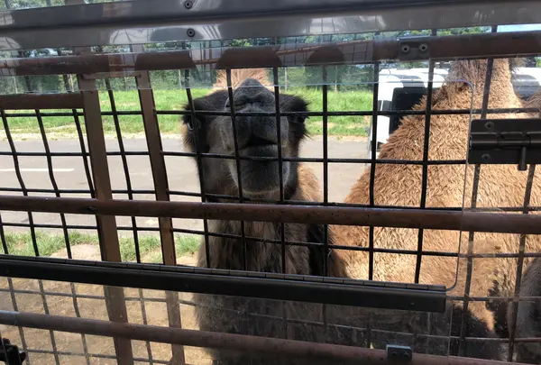 アフリカンサファリの写真・動画_image_742031
