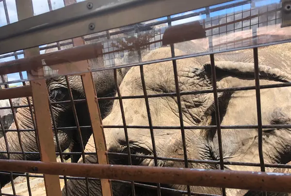 アフリカンサファリの写真・動画_image_742033