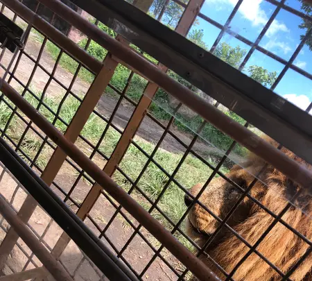 アフリカンサファリの写真・動画_image_742036