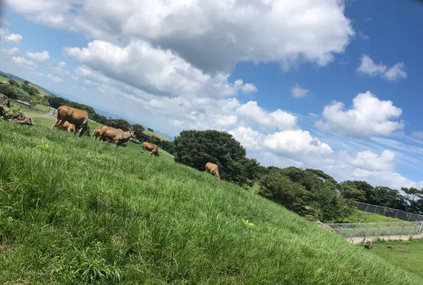 アフリカンサファリの写真・動画_image_742037