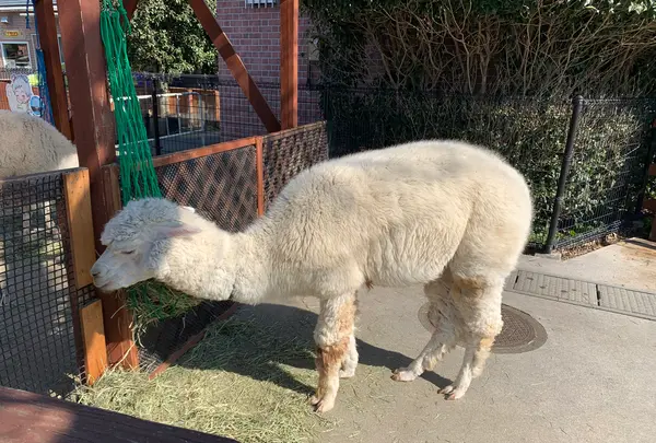 東武動物公園の写真・動画_image_742558