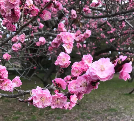 京都御苑の写真・動画_image_744867