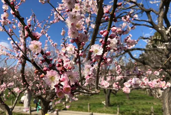 偕楽園の写真・動画_image_745018