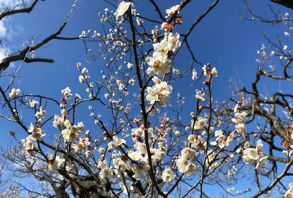 偕楽園の写真・動画_image_745019