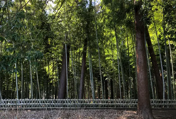 偕楽園の写真・動画_image_745021