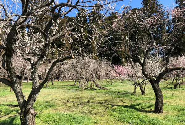 偕楽園の写真・動画_image_745022