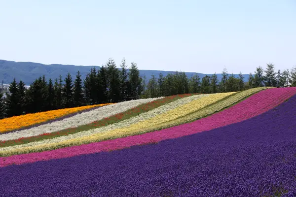 ファーム富田の写真・動画_image_746682