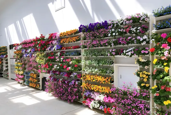 HANA・BIYORI（ハナビヨリ）の写真・動画_image_748492