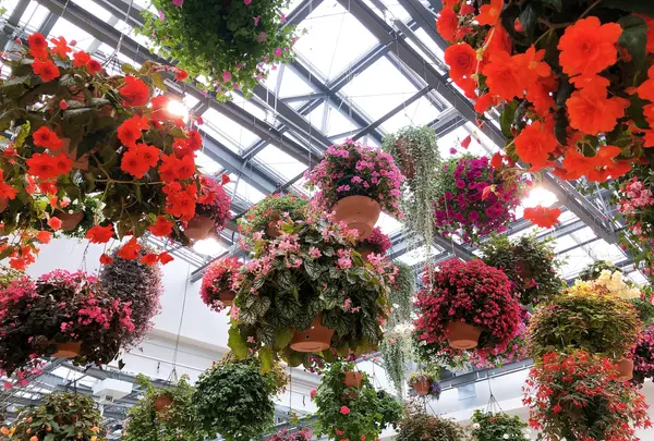 HANA・BIYORI（ハナビヨリ）の写真・動画_image_748495