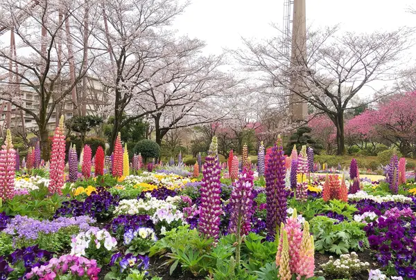 HANA・BIYORI（ハナビヨリ）の写真・動画_image_748496