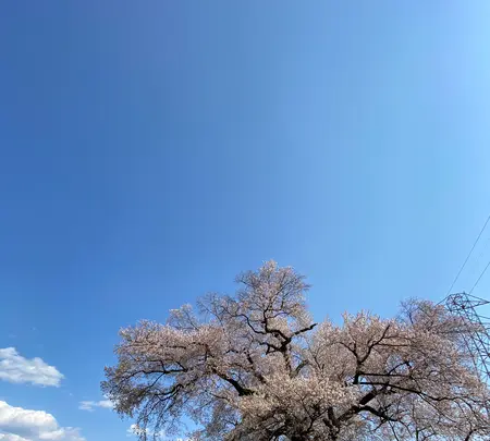 わに塚のサクラの写真・動画_image_750607