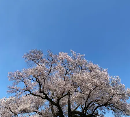 わに塚のサクラの写真・動画_image_750608