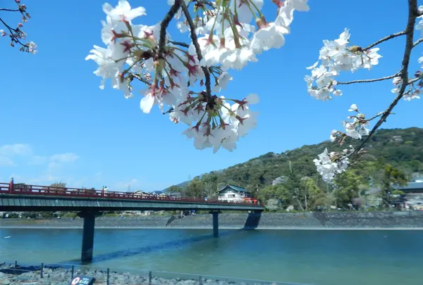宇治公園・中の島～塔の島&橘島～（宇治市）