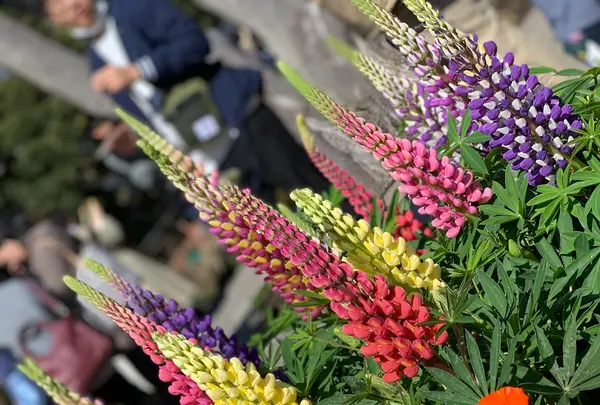 江の島サムエル・コッキング苑の写真・動画_image_752175