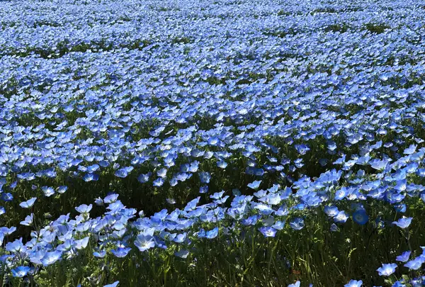 青ノ洞門の写真・動画_image_752843