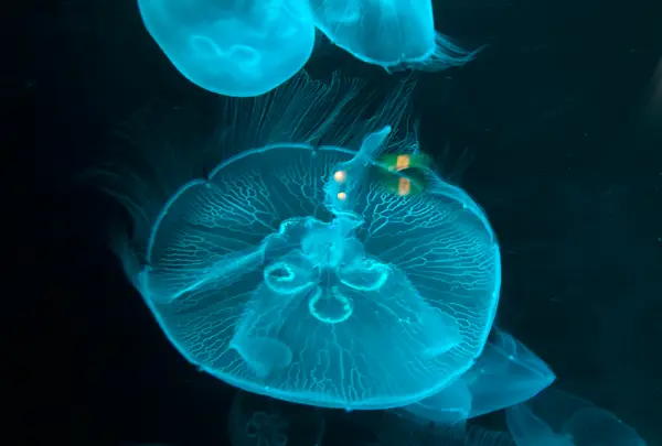 九十九島水族館海きららの写真・動画_image_752903