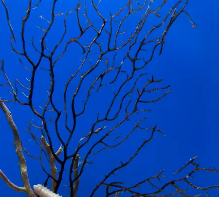 九十九島水族館海きららの写真・動画_image_752904