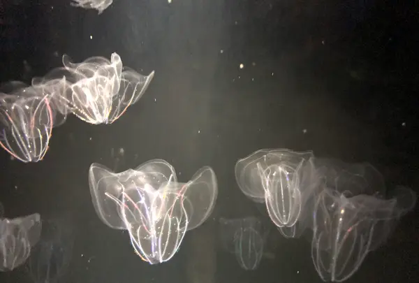 九十九島水族館海きららの写真・動画_image_752905