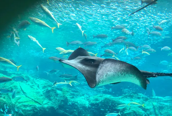 九十九島水族館海きららの写真・動画_image_752906